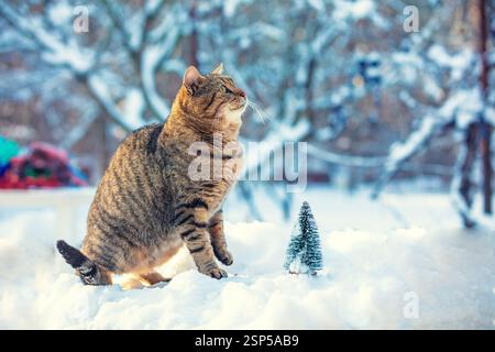 Gatto all'aperto in inverno. Gattino carino che cammina nella neve in inverno Foto Stock