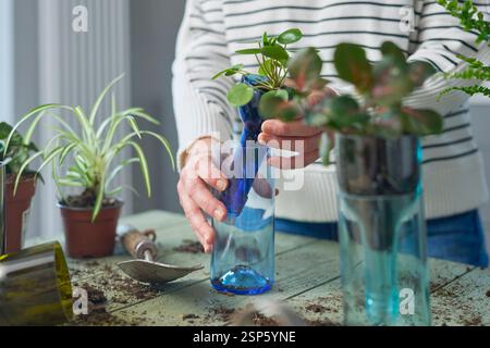 Primo piano di Woman at Home Planting Houseplant in Sustainable Pot o vaso realizzato con bottiglia di vetro riciclata Foto Stock