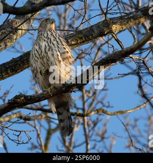 Giovanile Goshawk settentrionale (Accipiter gentilis) seduto sul ramo d'albero in inverno. Foto Stock