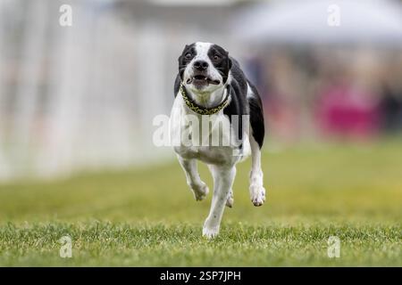 Corso di richiamo da running di razza mista Borderwhippet Sprint Dog Sport Foto Stock