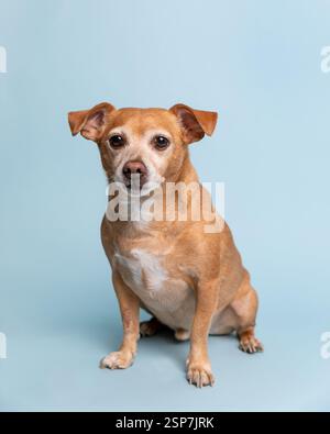 Cane Cheweenie seduto in uno studio contro una schiena azzurra Foto Stock