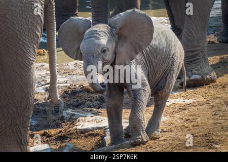Cucciolo di elefante polpaccio che battono orecchie da vicino nel Parco Nazionale di Etosha, safari nella natura e safari in Namibia, Africa Foto Stock