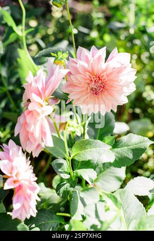 I fiori Dahlia illuminati dal sole in un giardino lussureggiante Foto Stock