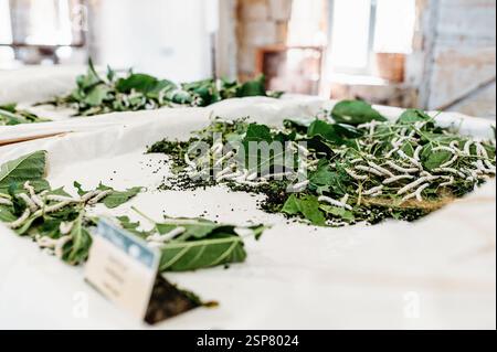 Produzione di vermi e seta Foto Stock