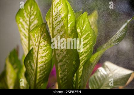 Primo piano della foglia di dieffenbachia Exotica sulla pianta Foto Stock