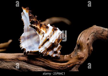 Guscio Murex indivi su sfondo nero driftwood Foto Stock