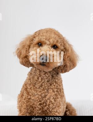 goldendoodle marrone in studio con sfondo bianco Foto Stock