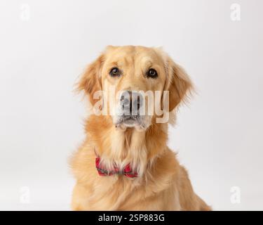 golden retriever marrone in studio con sfondo bianco bowti rosso Foto Stock