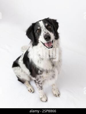 border collie pastore australiano mix in studio con backg bianco Foto Stock