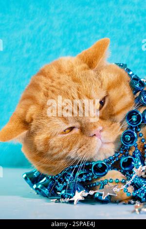 Ritratto di gatto di zenzero impigliato in tinsel natalizio blu. Immagine verticale Foto Stock