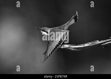 Il piccolo mangiapezzi mono decolla dall'impasto Foto Stock