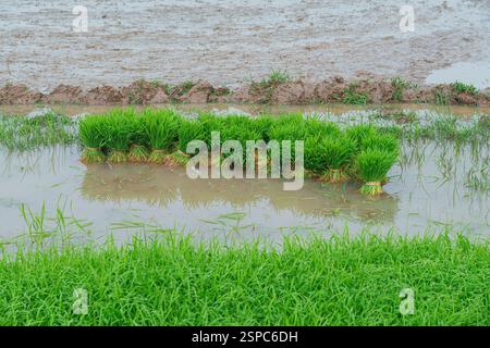 Primo piano di piantine di riso verde brillante in acqua fangosa, bagnate dalla luce soffusa del sole mattutino. Foto Stock