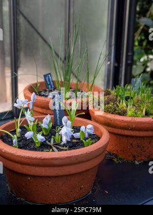 Piccole pentole di terracotta in una serra in inverno, un'etichetta che mostra i fiori di uno come Scilla mischtschenkoana (squill bianco) Foto Stock