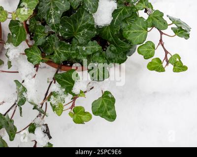 Una pentola di edera inglese (Hedera Helix) in neve sparata dall'alto con spazio per una copia che illustra una pianta sempreverde resistente invernale Foto Stock