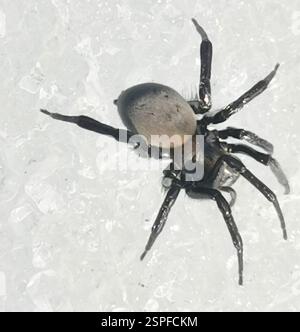 Ragno d'acqua europeo (Argyroneta aquatica), Arachnida, 39410 Ikaalinen, Suomi Foto Stock