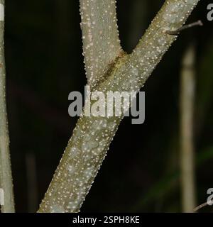 Spiny Fiddlewood (Citharexylum spinosum), Plantae, Hilo, HI 96720, USA Foto Stock