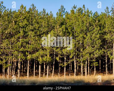 Sunlit Evergreens – i guardiani torreggianti della natura Foto Stock