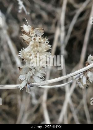 Elsholtzia crestata (Elsholtzia ciliata), Plantae, Октябрьский, Россия., Иркутская обл, 665490 Foto Stock