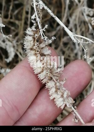 Elsholtzia crestata (Elsholtzia ciliata), Plantae, Октябрьский, Россия., Иркутская обл, 665490 Foto Stock
