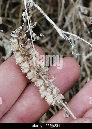 Elsholtzia crestata (Elsholtzia ciliata), Plantae, Октябрьский, Россия., Иркутская обл, 665490 Foto Stock