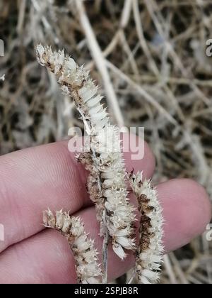 Elsholtzia crestata (Elsholtzia ciliata), Plantae, Октябрьский, Россия., Иркутская обл, 665490 Foto Stock