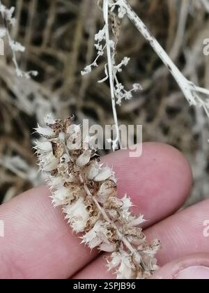 Elsholtzia crestata (Elsholtzia ciliata), Plantae, Октябрьский, Россия., Иркутская обл, 665490 Foto Stock