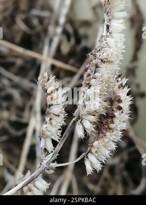 Elsholtzia crestata (Elsholtzia ciliata), Plantae, Октябрьский, Россия., Иркутская обл, 665490 Foto Stock
