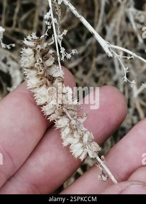 Elsholtzia crestata (Elsholtzia ciliata), Plantae, Октябрьский, Россия., Иркутская обл, 665490 Foto Stock