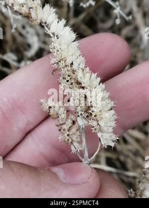 Elsholtzia crestata (Elsholtzia ciliata), Plantae, Октябрьский, Россия., Иркутская обл, 665490 Foto Stock