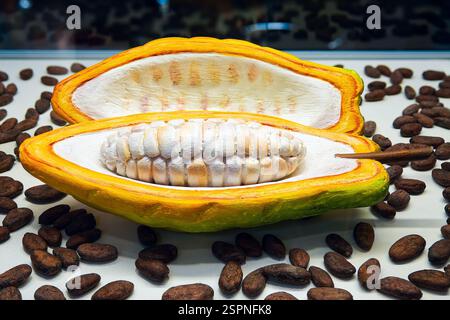 Tagliare metà della frutta di cacao con polpa bianca all'interno sullo sfondo dei fagioli di cacao. Fagioli di cacao nella vetrina della cioccolateria. Foto Stock