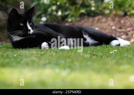 Gatto britannico shorthair bianco e nero steso sull'erba. Profondità di campo ridotta. Foto Stock