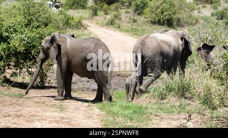 Scopri i maestosi elefanti nel loro habitat naturale, dove la bellezza e le meraviglie prosperano nel Parco Nazionale del Tarangire Tanzania Africa Foto Stock
