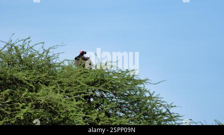 Un uccello vibrante siede su un albero sotto un cielo blu limpido, evidenziando la bellezza della natura Foto Stock