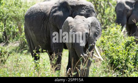 Un elefante maestoso che pascolava pacificamente nel suo habitat naturale tra la bellezza della natura Foto Stock