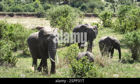 Una magnifica mandria di elefanti che pascolano pacificamente in un lussureggiante e denso paesaggio verde Foto Stock