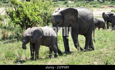 Scopri i maestosi elefanti nel loro bellissimo e naturale Habitat in the Wild Foto Stock