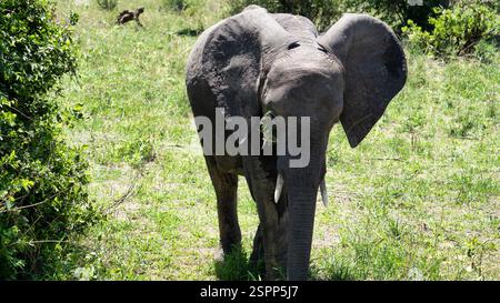 Scopri la maestosa bellezza dell'elefante nel suo habitat naturale, vagando con grazia Foto Stock