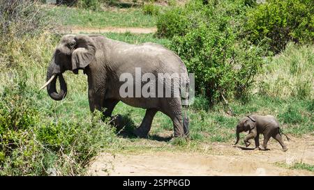 Scopri i maestosi elefanti nel loro bellissimo e naturale habitat circondato dal Parco Nazionale Tarangire Tanzania Africa Foto Stock