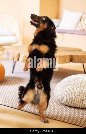 C'è un cane in piedi sulle sue gambe posteriori in un accogliente soggiorno, con caratteristiche come pavimento, legno, un divano e la coda Foto Stock