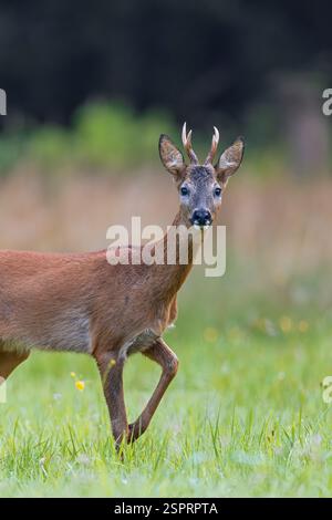 Curioso capriolo europeo (Capreolus capreolus) giovane toro / maschio che si forgia in praterie ai margini della foresta in estate Foto Stock