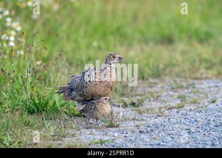 Fagiano comune / fagiano con collo ad anello (Phasianus colchicus) femmina / gallina con pulcino che si forgia lungo la strada di campagna in estate Foto Stock
