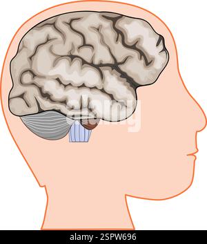 Testa umana con cervello. Anatomia cerebrale. Illustrazione vettoriale Illustrazione Vettoriale