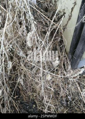 Elsholtzia crestata (Elsholtzia ciliata), Plantae, Октябрьский, Россия., Иркутская обл, 665490 Foto Stock