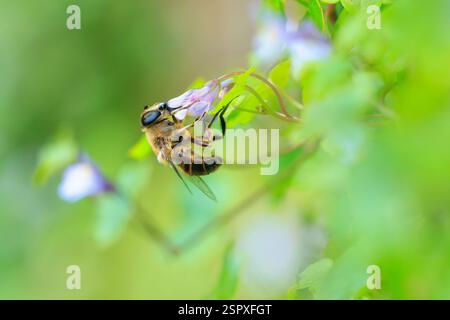 Drone fly Eristalis tenax insetto in volo su una giornata di sole durante la stagione primavera Foto Stock