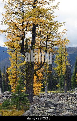 Larice subalpino (larix lyallii) che cresce a timberline in un pendio di talco all'inizio dell'autunno. Northwest Peak Scenic area nella Kootenai National Forest, nord Foto Stock