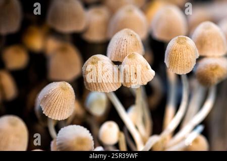 Minuscoli mashroom Foto Stock