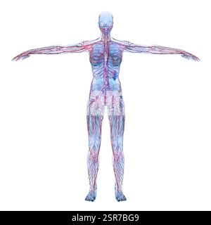 Illustrazione del sistema linfatico umano, compresi linfonodi, milza, timo e vasi circolatori. Foto Stock