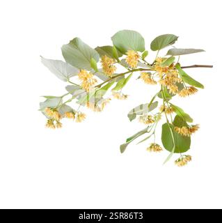 Ramo di tiglio con fiori gialli e foglie isolate su sfondo bianco. Messa a fuoco selettiva Foto Stock