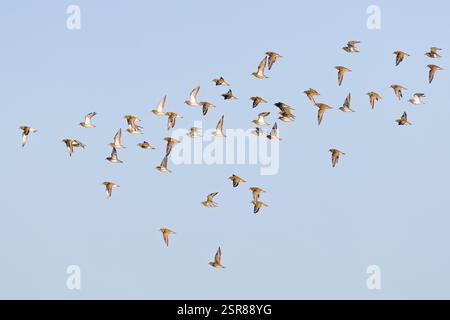 European Golden Plover (Pluviali apricaria), adulti in volo in inverno, WWT Slimbridge, Gloucestershire. Inghilterra. Gennaio. Foto Stock