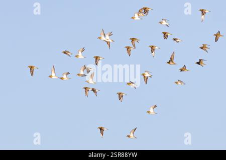 European Golden Plover (Pluviali apricaria), adulti in volo in inverno, WWT Slimbridge, Gloucestershire. Inghilterra. Gennaio. Foto Stock